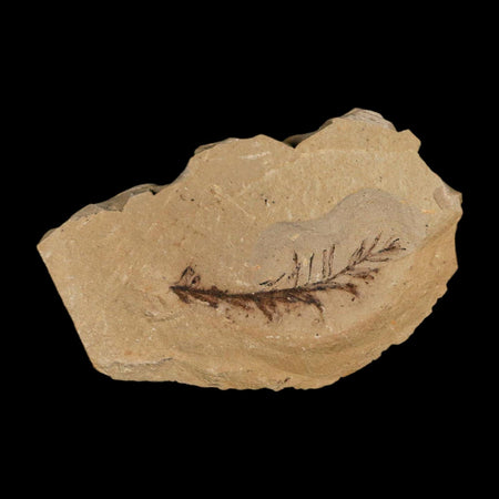 1.5" Detailed Fossil Plant Leafs Metasequoia Dawn Redwood Oligocene Age MT COA