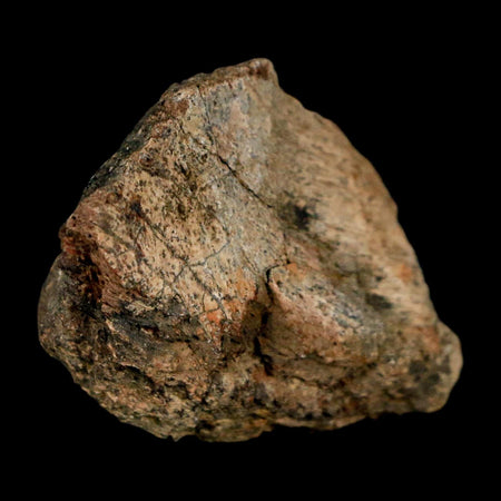 1.5" Tyrannosaurus Rex Fossil Bone Dinosaur Lance Creek Formation Wyoming COA