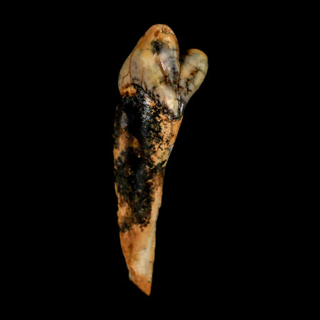 1.8" Extinct Cave Bear Ursus Spelaeus Incisor Tooth Rooted Pleistocene Age COA, Stand