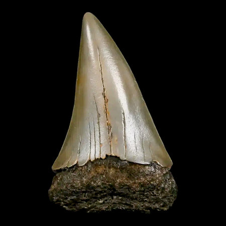 2.1" Quality Hastalis Mako Tooth Serrated Fossil Natural Miocene Age COA