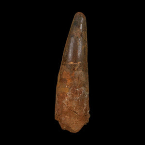 XL 4