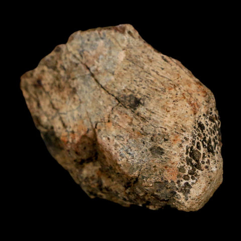 1.5" Tyrannosaurus Rex Fossil Bone Dinosaur Lance Creek Formation Wyoming COA
