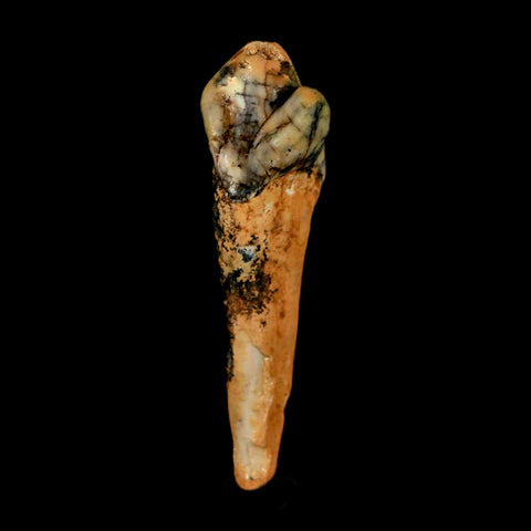 1.8" Extinct Cave Bear Ursus Spelaeus Incisor Tooth Rooted Pleistocene Age COA, Stand