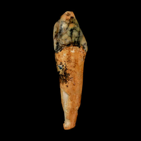 1.8" Extinct Cave Bear Ursus Spelaeus Incisor Tooth Rooted Pleistocene Age COA, Stand