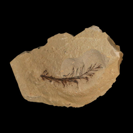 1.5" Detailed Fossil Plant Leafs Metasequoia Dawn Redwood Oligocene Age MT COA