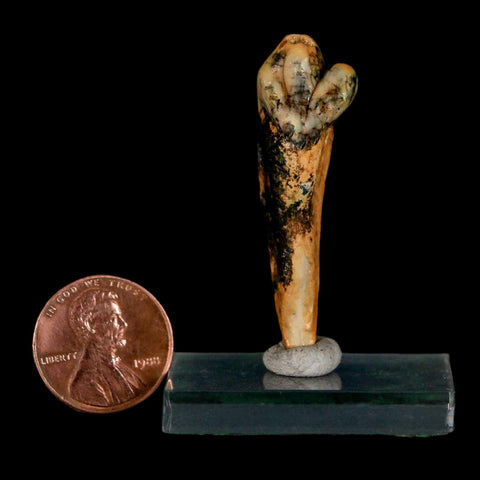 1.8" Extinct Cave Bear Ursus Spelaeus Incisor Tooth Rooted Pleistocene Age COA, Stand