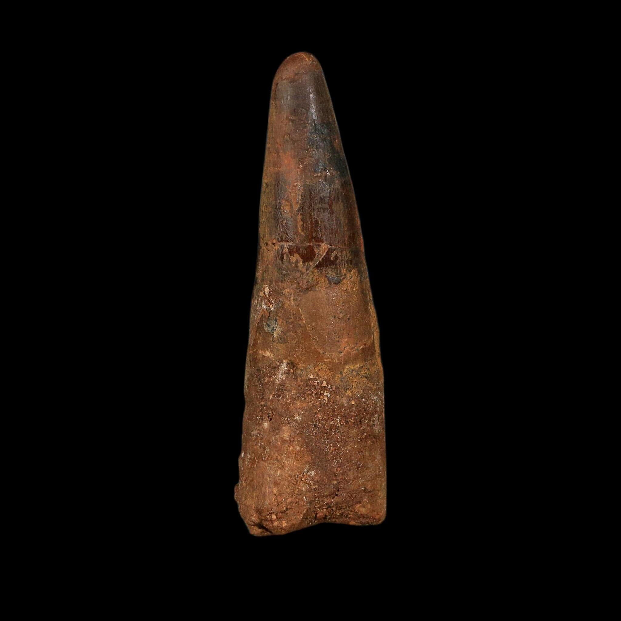 XL 4" Spinosaurus Fossil Tooth 100 Million Years Old Cretaceous Dinosaur COA