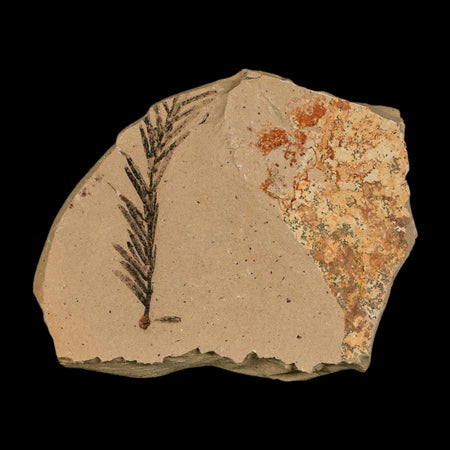 1.6" Detailed Fossil Plant Leafs Metasequoia Dawn Redwood Oligocene Age MT COA