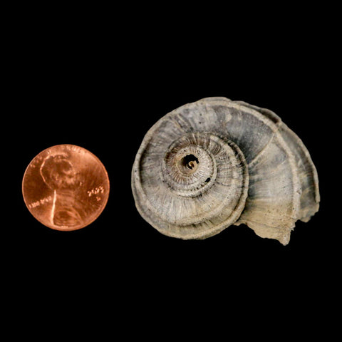 1.6" Ecphora Gardnerae Gastropod Fossil Shell Lee Creek Miocene Epoch North Carolina - Fossil Age Minerals