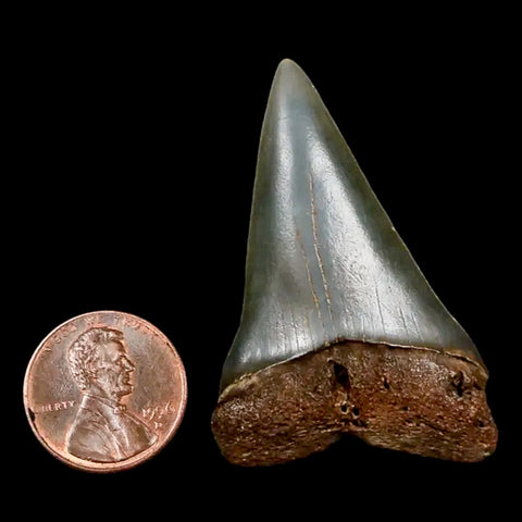 1.9" Quality Hastalis Mako Tooth Serrated Fossil Natural Miocene Age COA - Fossil Age Minerals