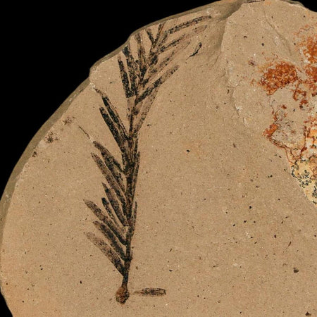 1.6" Detailed Fossil Plant Leafs Metasequoia Dawn Redwood Oligocene Age MT COA