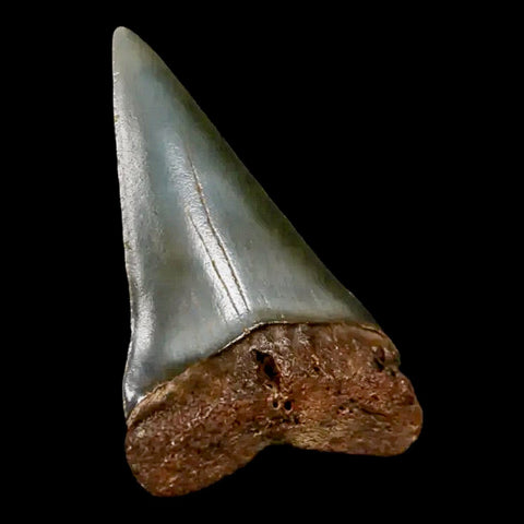 1.9" Quality Hastalis Mako Tooth Serrated Fossil Natural Miocene Age COA - Fossil Age Minerals