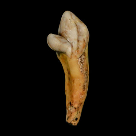 1.7" Extinct Cave Bear Ursus Spelaeus Incisor Tooth Rooted Pleistocene Age COA, Stand