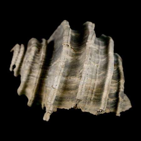 1.6" Ecphora Gardnerae Gastropod Fossil Shell Lee Creek Miocene Epoch North Carolina