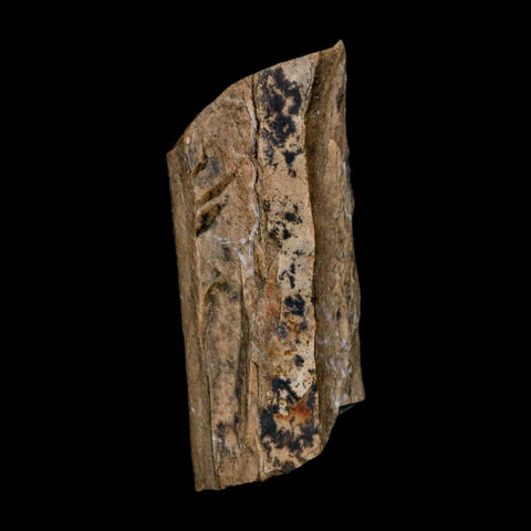 1.4" Tyrannosaurus Rex Fossil Bone Dinosaur Lance Creek Formation Wyoming COA