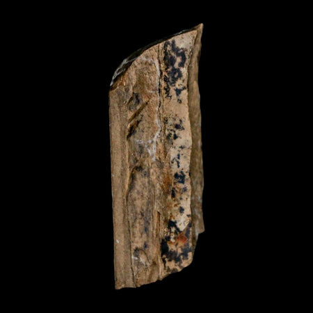 1.4" Tyrannosaurus Rex Fossil Bone Dinosaur Lance Creek Formation Wyoming COA