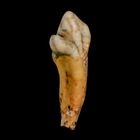 1.7" Extinct Cave Bear Ursus Spelaeus Incisor Tooth Rooted Pleistocene Age COA, Stand