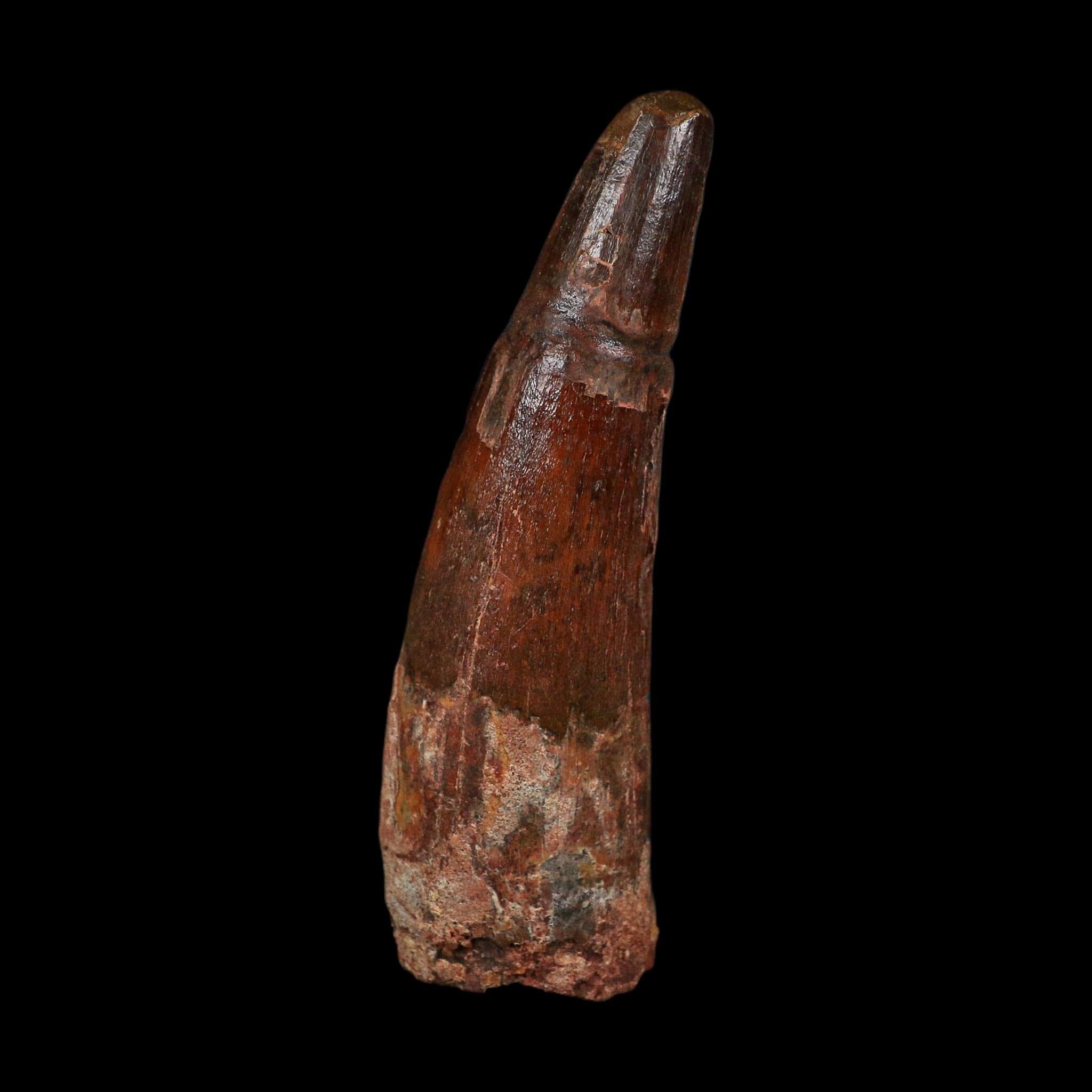 XL 3.6" Spinosaurus Fossil Tooth 100 Million Years Old Cretaceous Dinosaur COA