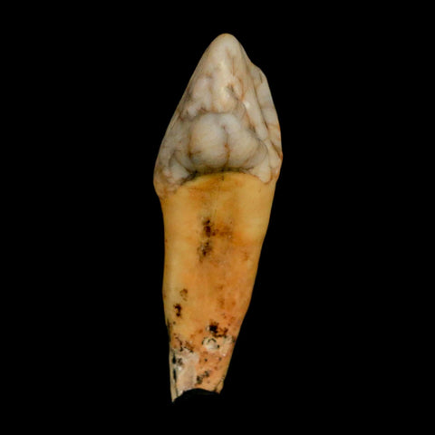 1.7" Extinct Cave Bear Ursus Spelaeus Incisor Tooth Rooted Pleistocene Age COA, Stand