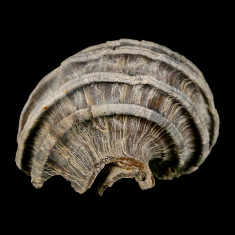 1.6" Ecphora Gardnerae Gastropod Fossil Shell Lee Creek Miocene Epoch North Carolina - Fossil Age Minerals