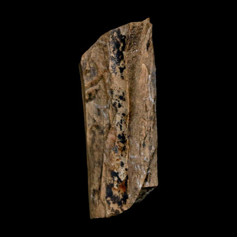 1.4" Tyrannosaurus Rex Fossil Bone Dinosaur Lance Creek Formation Wyoming COA