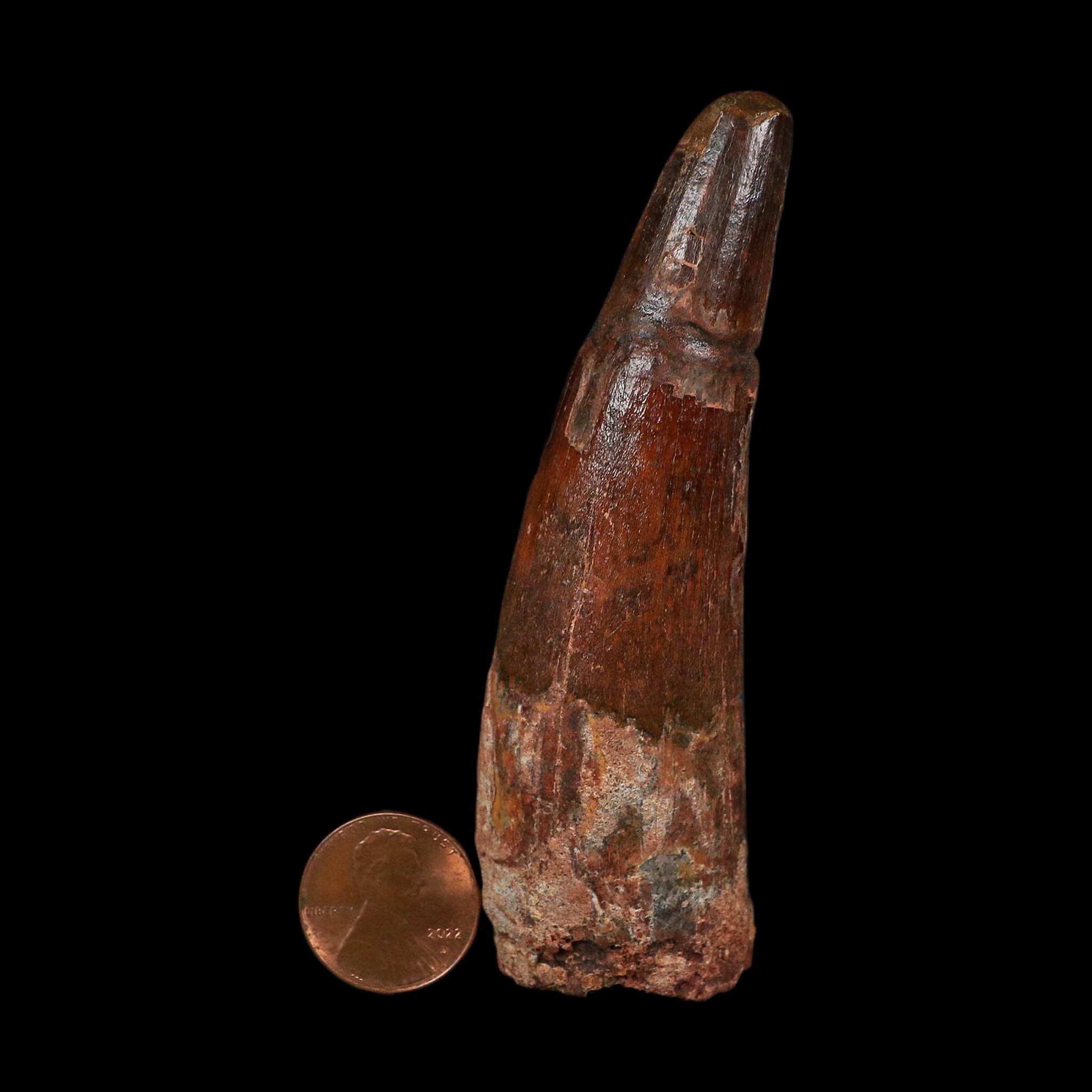 XL 3.6" Spinosaurus Fossil Tooth 100 Million Years Old Cretaceous Dinosaur COA