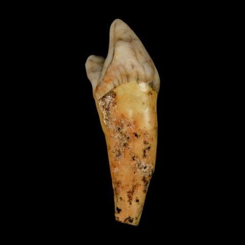 1.7" Extinct Cave Bear Ursus Spelaeus Incisor Tooth Rooted Pleistocene Age COA, Stand