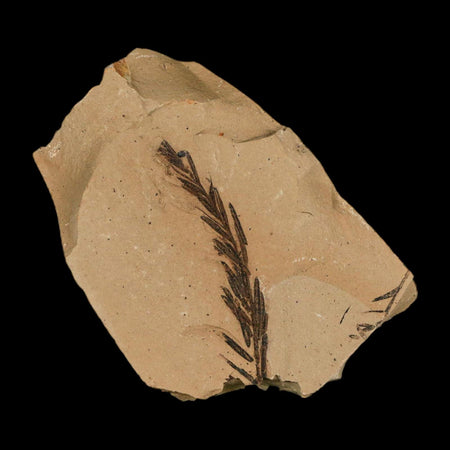 1.8" Detailed Fossil Plant Leafs Metasequoia Dawn Redwood Oligocene Age MT COA