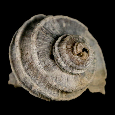 1.6" Ecphora Gardnerae Gastropod Fossil Shell Lee Creek Miocene Epoch North Carolina - Fossil Age Minerals