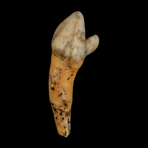 1.7" Extinct Cave Bear Ursus Spelaeus Incisor Tooth Rooted Pleistocene Age COA, Stand