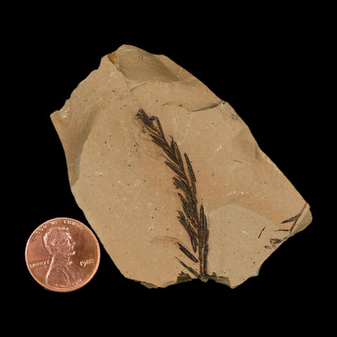 1.8" Detailed Fossil Plant Leafs Metasequoia Dawn Redwood Oligocene Age MT COA - Fossil Age Minerals