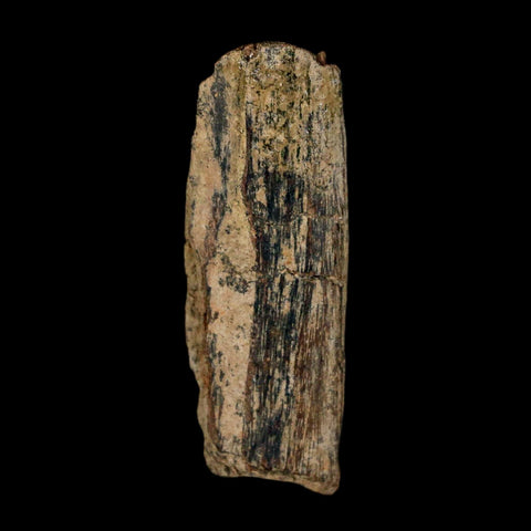 1.3" Tyrannosaurus Rex Fossil Bone Dinosaur Lance Creek Formation Wyoming COA