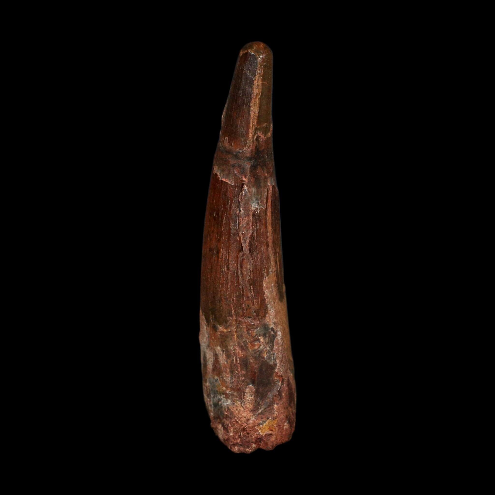 XL 3.6" Spinosaurus Fossil Tooth 100 Million Years Old Cretaceous Dinosaur COA