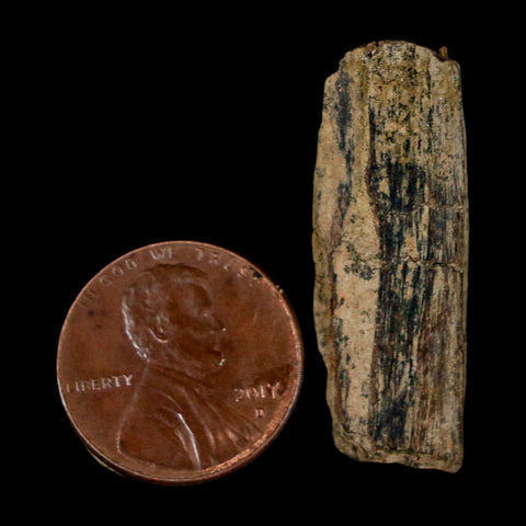 1.3" Tyrannosaurus Rex Fossil Bone Dinosaur Lance Creek Formation Wyoming COA