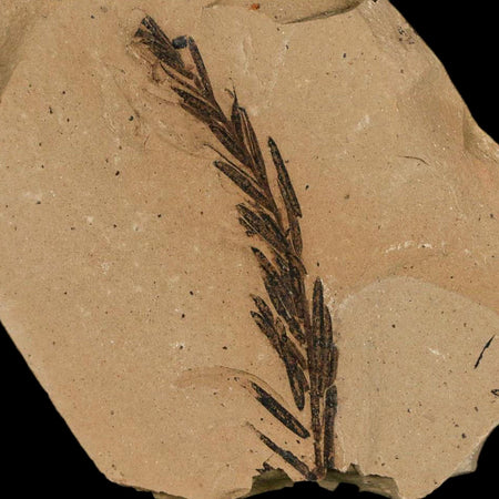 1.8" Detailed Fossil Plant Leafs Metasequoia Dawn Redwood Oligocene Age MT COA