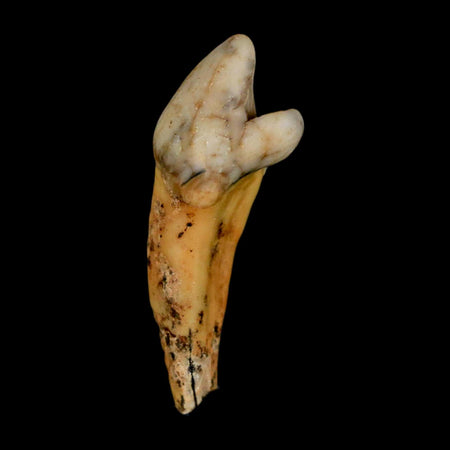 1.7" Extinct Cave Bear Ursus Spelaeus Incisor Tooth Rooted Pleistocene Age COA, Stand