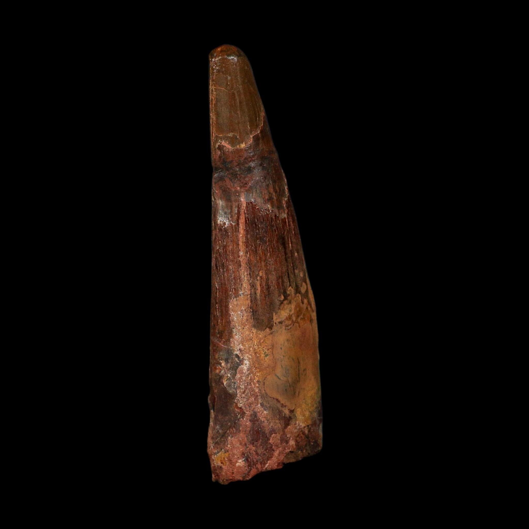 XL 3.6" Spinosaurus Fossil Tooth 100 Million Years Old Cretaceous Dinosaur COA