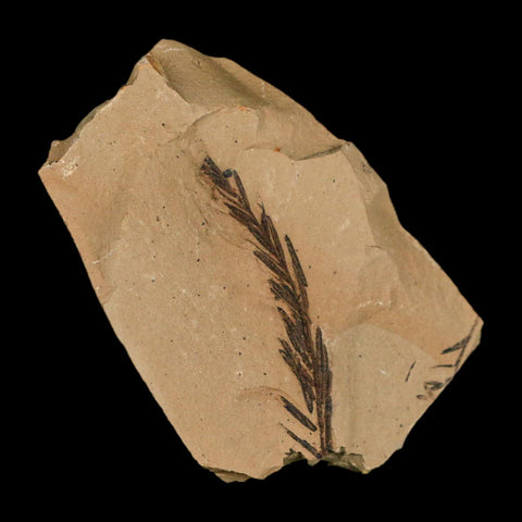 1.8" Detailed Fossil Plant Leafs Metasequoia Dawn Redwood Oligocene Age MT COA - Fossil Age Minerals
