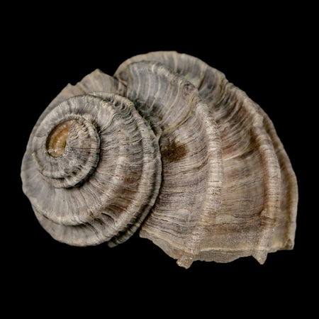 1.7" Ecphora Gardnerae Gastropod Fossil Shell Lee Creek Miocene Epoch North Carolina