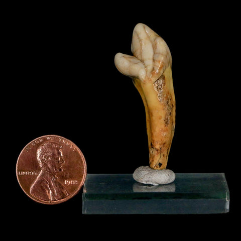 1.7" Extinct Cave Bear Ursus Spelaeus Incisor Tooth Rooted Pleistocene Age COA, Stand
