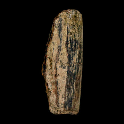 1.3" Tyrannosaurus Rex Fossil Bone Dinosaur Lance Creek Formation Wyoming COA