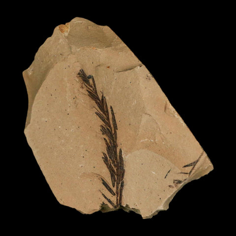 1.8" Detailed Fossil Plant Leafs Metasequoia Dawn Redwood Oligocene Age MT COA - Fossil Age Minerals