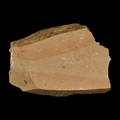 1.8" Detailed Fossil Plant Leafs Metasequoia Dawn Redwood Oligocene Age MT COA - Fossil Age Minerals