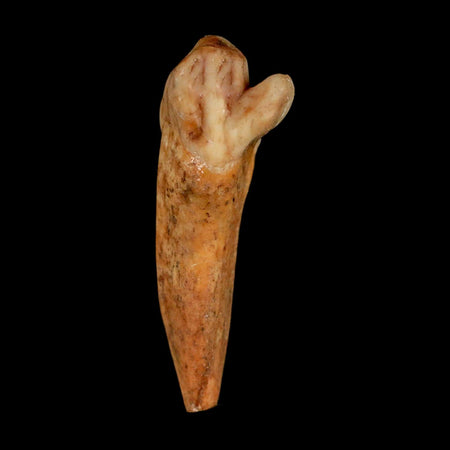 1.7" Extinct Cave Bear Ursus Spelaeus Incisor Tooth Rooted Pleistocene Age COA, Stand