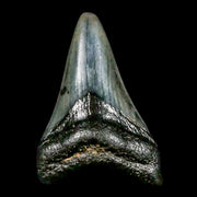 1.8" Quality Megalodon Shark Tooth Serrated Fossil Natural Miocene Age COA