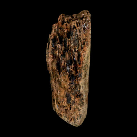 1.3" Tyrannosaurus Rex Fossil Bone Dinosaur Lance Creek Formation Wyoming COA