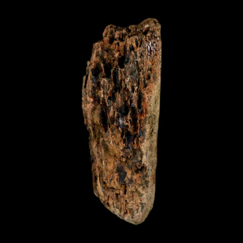 1.3" Tyrannosaurus Rex Fossil Bone Dinosaur Lance Creek Formation Wyoming COA