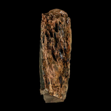 1.3" Tyrannosaurus Rex Fossil Bone Dinosaur Lance Creek Formation Wyoming COA