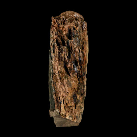 1.3" Tyrannosaurus Rex Fossil Bone Dinosaur Lance Creek Formation Wyoming COA