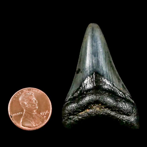 1.8" Quality Megalodon Shark Tooth Serrated Fossil Natural Miocene Age COA - Fossil Age Minerals